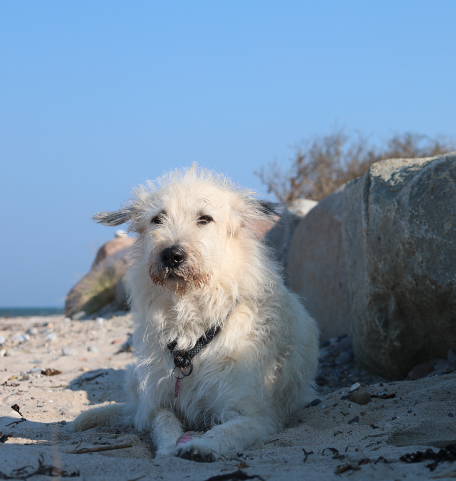 Agressivität Hund, Zypressenöl, Ernergien trennen Tierschutzhunde, Wissenskurs ätherische Öle, Schnupperwoche