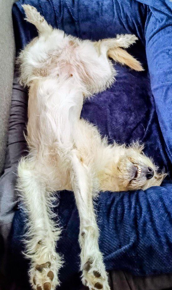 Silvester Angst Hund, Wellness für Hund, Entspannung im Hundekorb, Rituale mit ätherischen Ölen