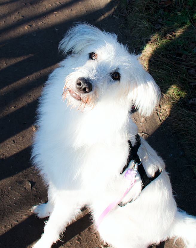 Entspannter Hund durch ätherische Öle, Rituale, Wellness, Massage