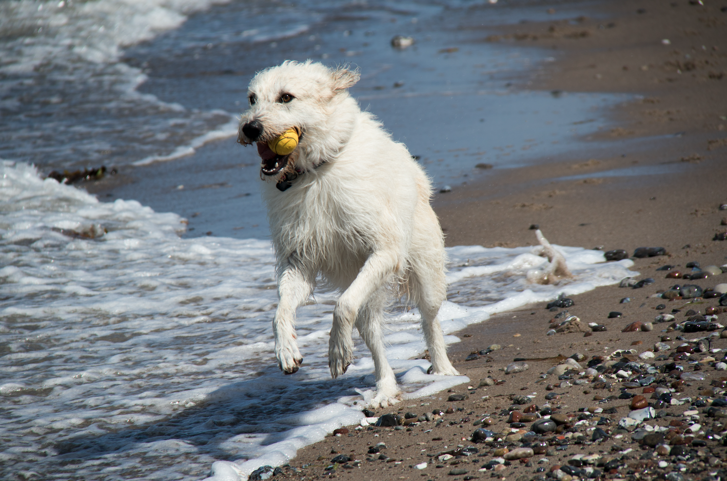 Wissenkurs Aromahuendin aetherische Öle, Wohlbefinden für Hund + Mensch