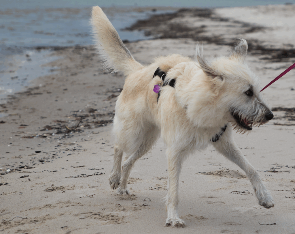 Aggressivität beim Hund, sanfte Unterstützung durch ätherische Öle für ein entspanntes Nervensystem