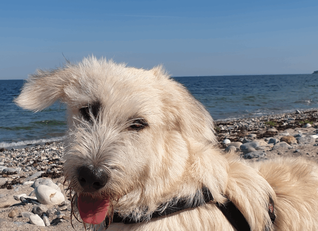 Entspannung für Hunde mit ätherischen Ölen und sinnvollen neuen Routinen