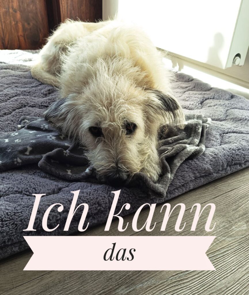 Hunde alleine lassen, Trennungsangst beim hund, unsichere Hunde, Tierschutzhunde