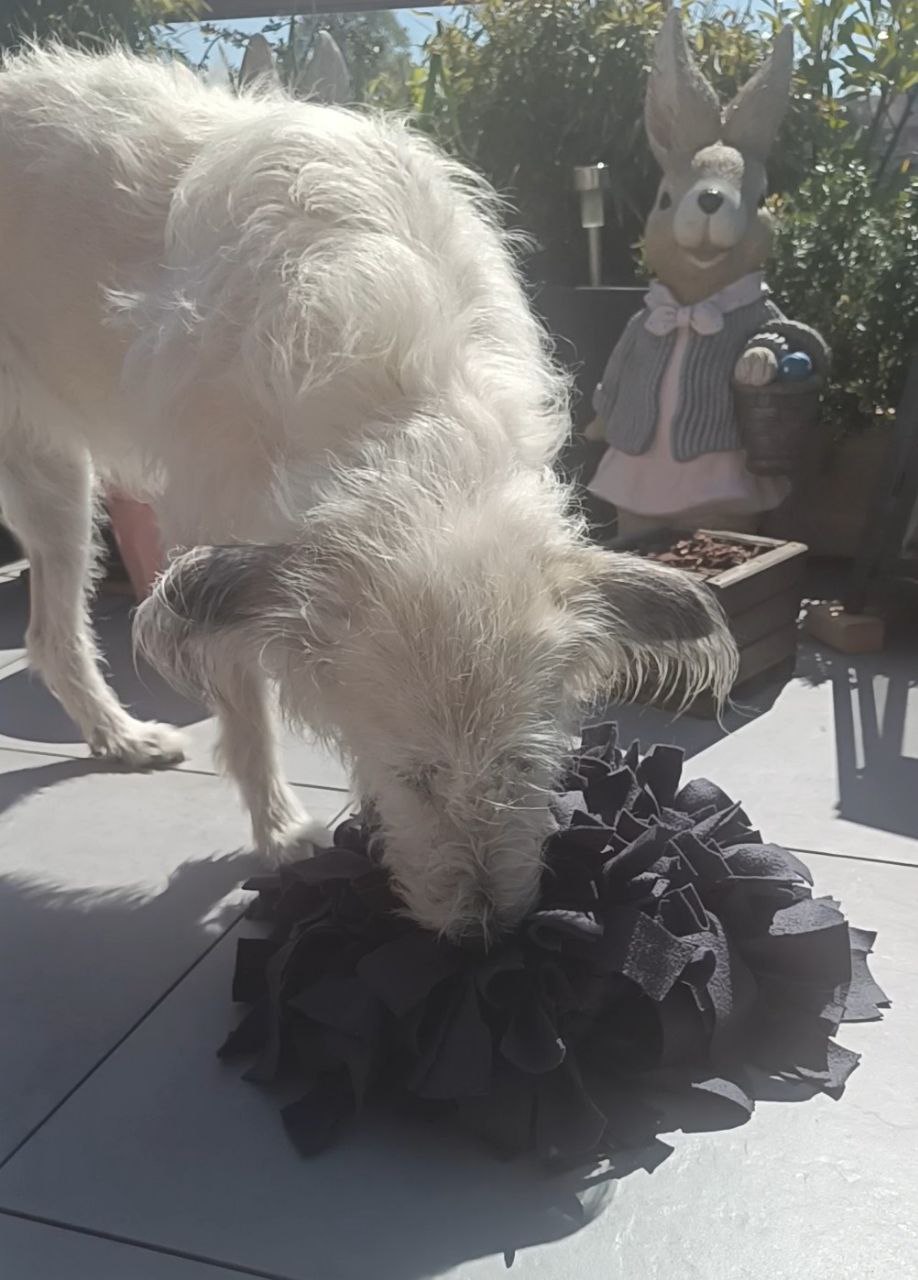 Hund an Silvester beruhigen, ätherische Öle, Schnüffelteppich der nach Entspannung duftet