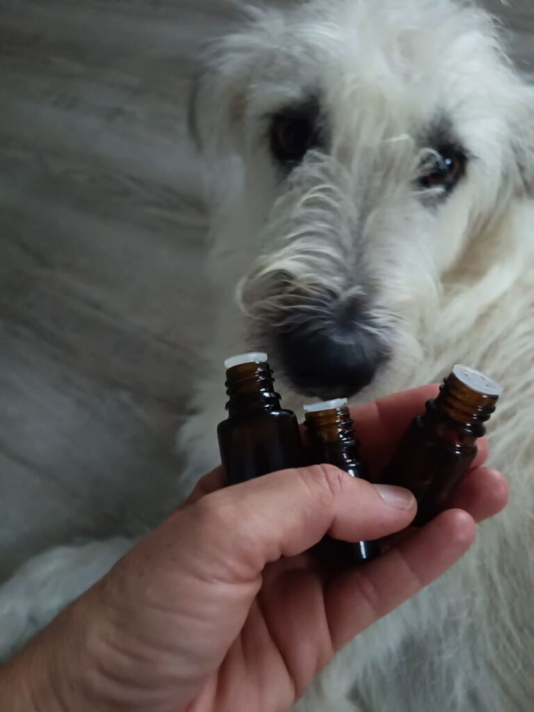 Ätherische Hundeapotheke, Lavendel Öl, energetische Unterstützung ätherische Öle Hund