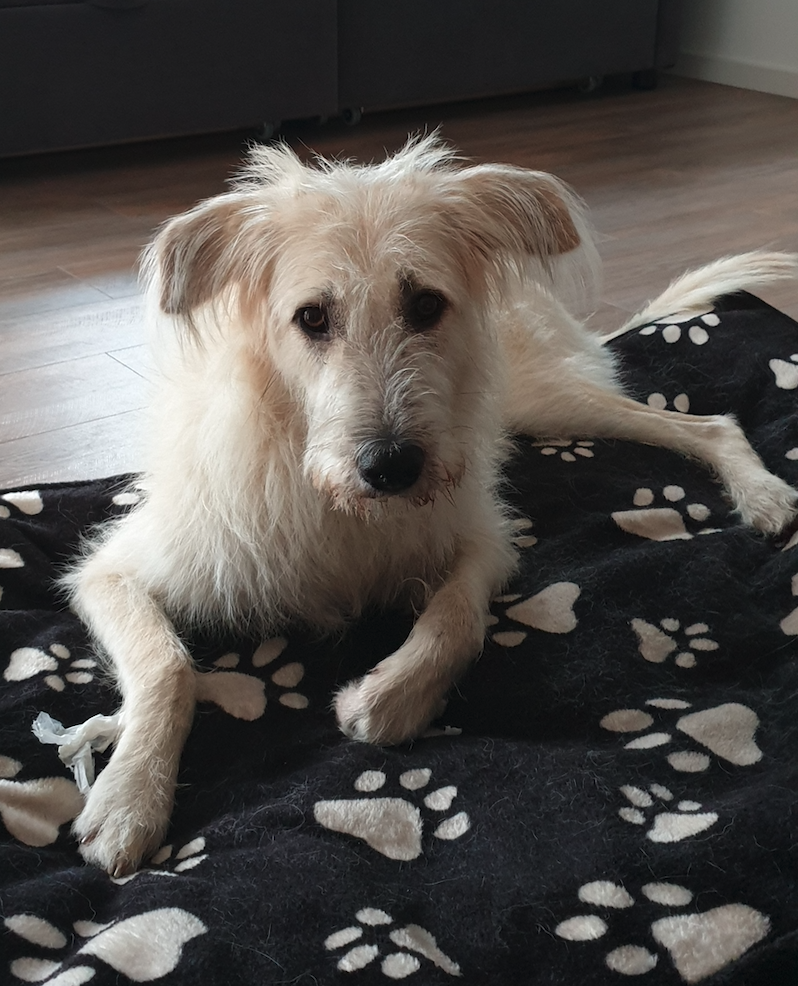 Ätherische Hundeapotheke, Weihrauch, Gesundheitswoche, ätherische Öle