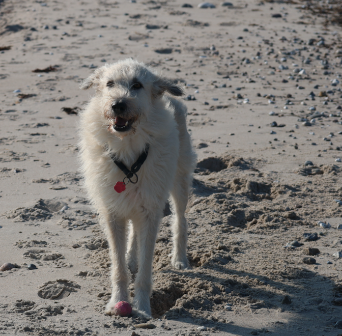Ätherische Öle gegen Flöhe: Natürliche Unterstützung für deinen Hund,Parasiten Abwehr