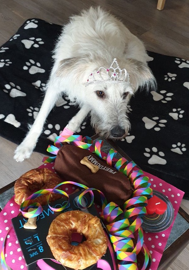 Hund hat Angst an Silvester, Böller streßen Nervensystem, Hausmittel, ätherische Öle