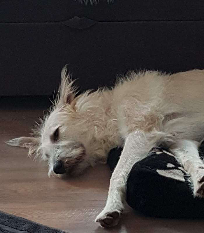 Nervösen Hund beruhigen, Angsthund beruhigen, ätherische Hundeapotheke, ätherische Öle Vätherische Hausapotheke