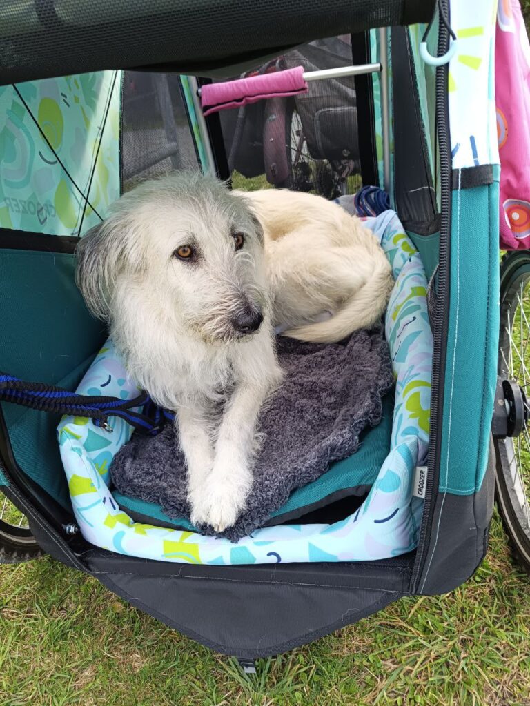 Hund mit ätherischen Öle + Geduld an Fahrradanhänger gewöhnen