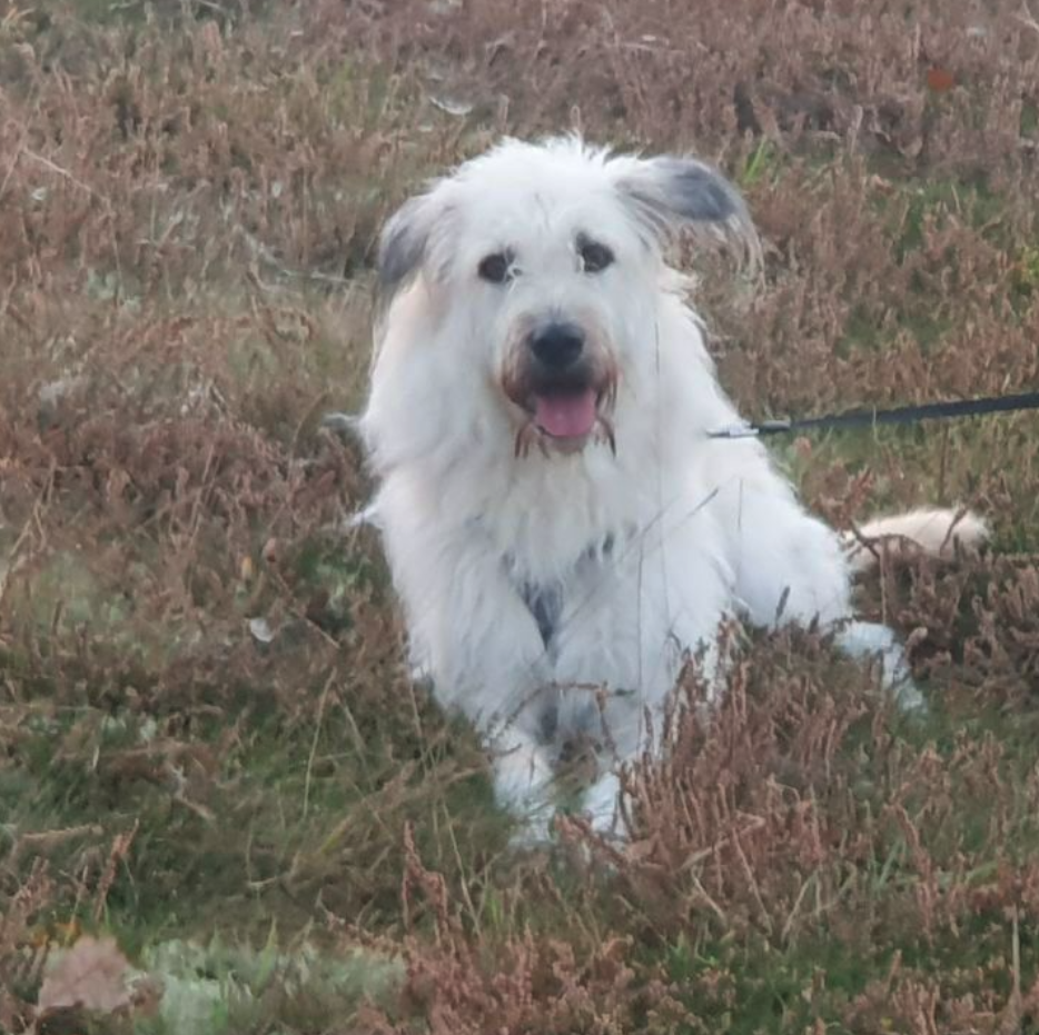 Parasiten Schreck, Ähterische Hundeapotheke, Ätherische Öle Hund