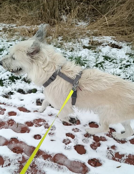 Pflege Hundepfoten im Winter, DIY Pfotenbalsam, Hundegesundheit
