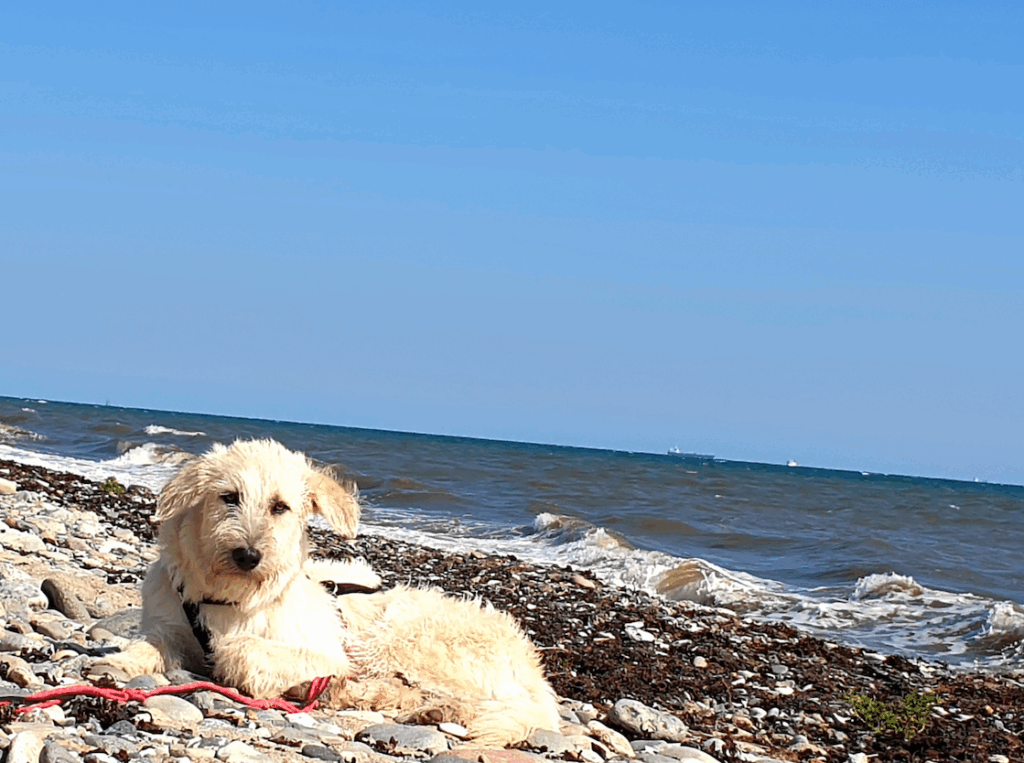 Sodbrennen beim Hund erkennen, Bauchwohl Öl, ätherische Öle; Hausmittel
