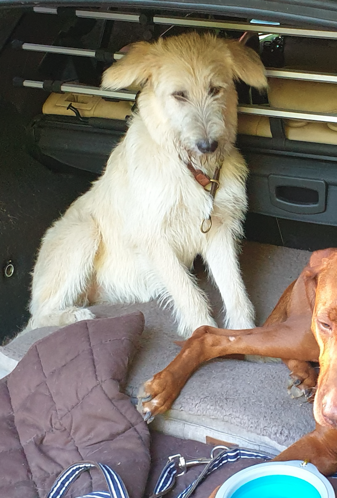 Streßfrei Autofahren mit Hund, ätherische Öle