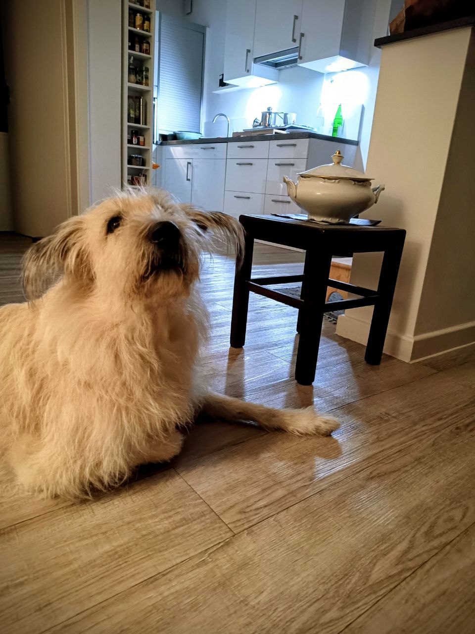 Ernährungsberatung für Hunde - Futterberatung und Analyse für Hunde