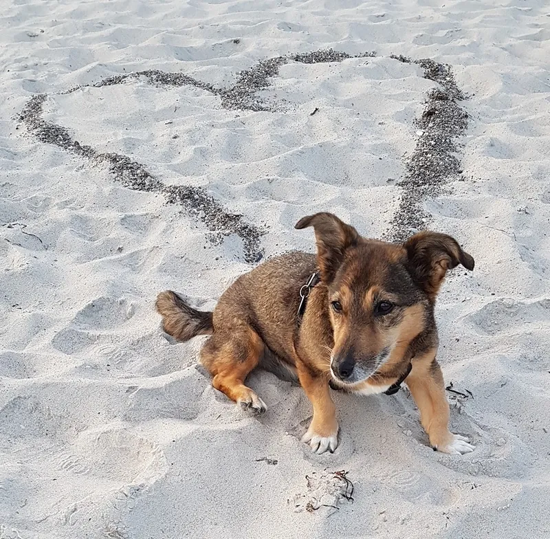 Hund im Sand mit Herz - Trauerbegleitung Hund gestorben